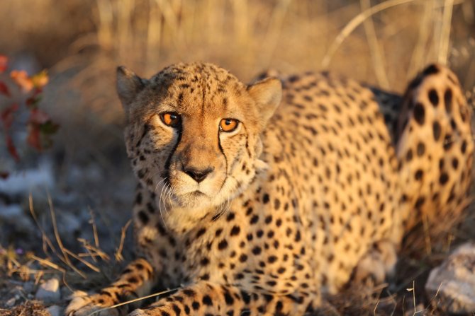 Auf Safari im Etosha-Nationalpark