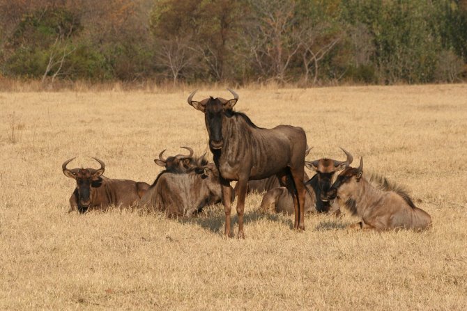 auf Safari