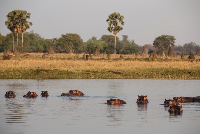 Safari im Liwonde Nationalpark