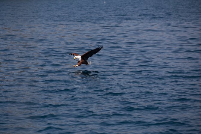 Seeadler auf Fischfang